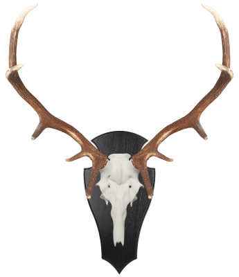 ABL Trophäenschild 45x23cm spitz für Hirsch_2