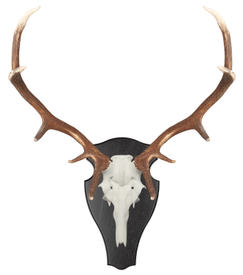 ABL Trophäenschild 40x23cm rund für Hirsch_2