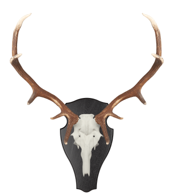 ABL Trophäenschild 45x24cm rund für Hirsch_2