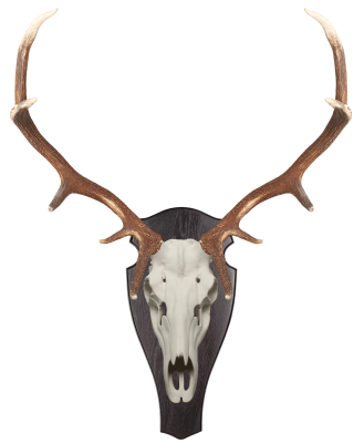 ABL Trophäenschild 55x26cm rund für Hirsch_2