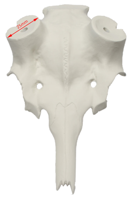 ABL Damhirschschädel 25mm K1_2